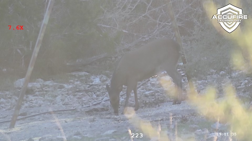 A picture of a Sika Deer taken with Noctis V1 sight.