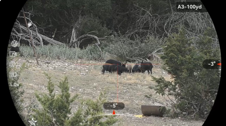 The image shows the two wild hogs from the scope point of view. There are crosshairs centered on the hogs.