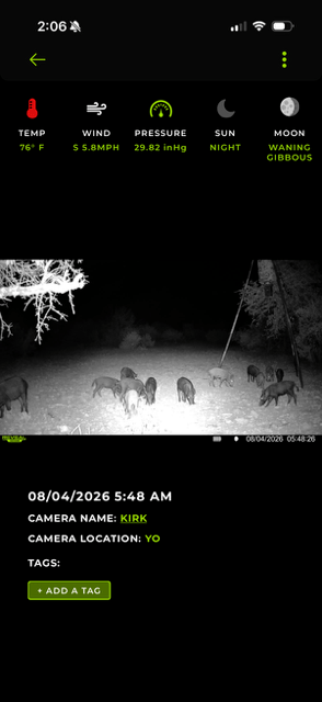 The image is a nighttime trail camera photo showing a group of wild hogs feeding on the ground in a forest clearing. The photo timestamp is August 4, 2026, at 5:48 AM.
