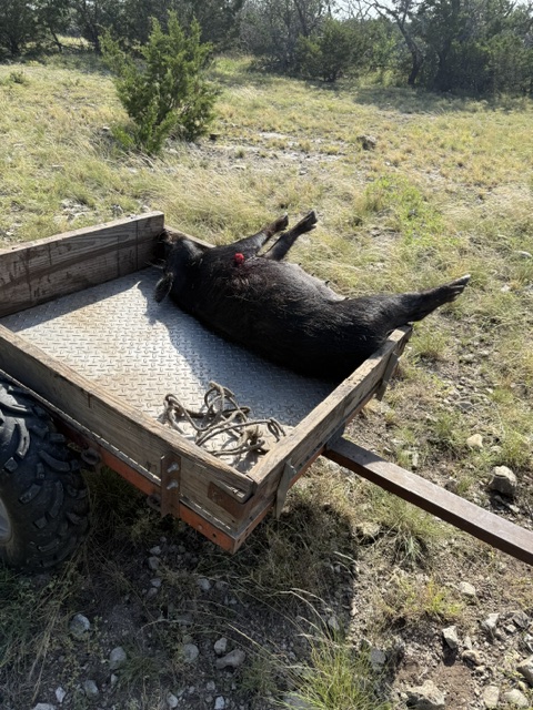 The image shows a dead wild pig lying on its side in the back of a small metal utility trailer. The pig is black with some visible blood near its shoulder area.
